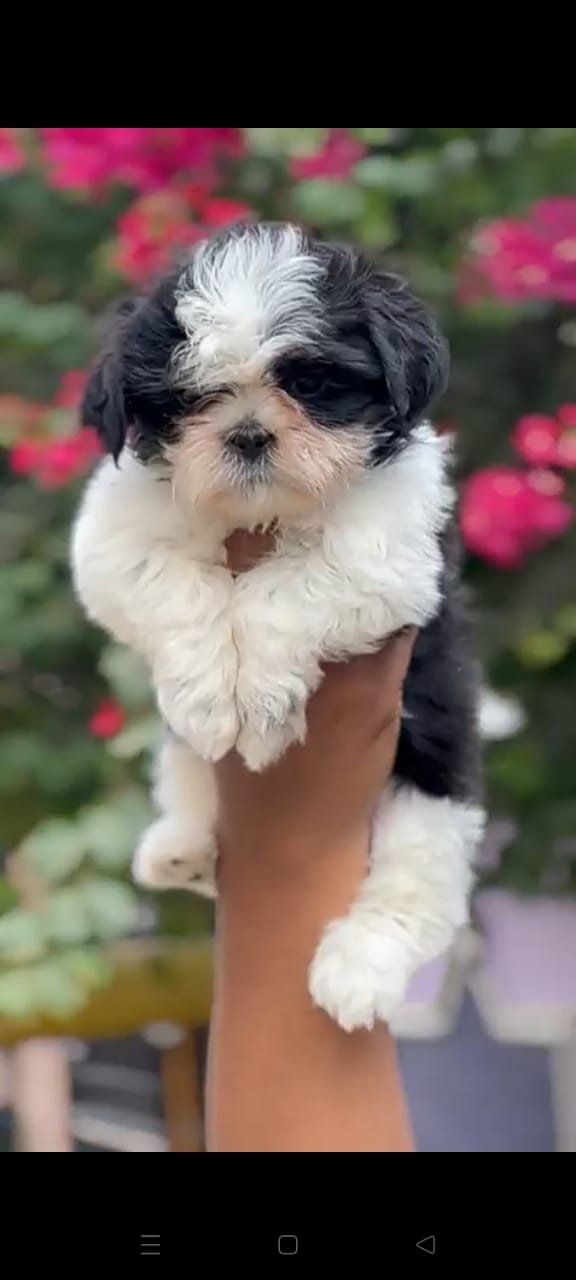 Order Female Shih Tzu Puppy from Vizag